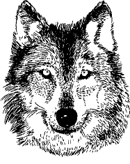 Ilustrace vlka